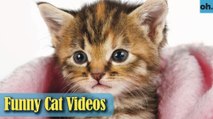 Cat Videos - Funny Cats - Funny Cat Videos - Kitten Videos - Funny Kitty Videos - Cats For Pets - P9