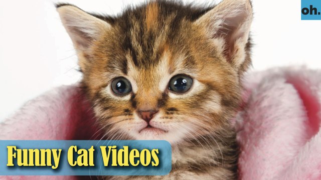 Cat Videos - Funny Cats - Funny Cat Videos - Kitten Videos - Funny Kitty Videos - Cats For Pets - P9