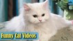 Cat Videos - Funny Cats - Funny Cat Videos - Kitten Videos - Funny Kitty Videos - Cats For Pets P10