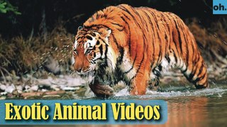 Animal Video - Wild Animals - Rainforest  Animals - Rare Animals Zoo - Exotic Animals For Sale P5