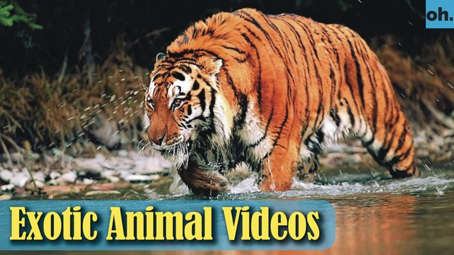 Animal Video - Wild Animals - Rainforest Animals - Rare Animals Zoo - Exotic Animals For Sale P5