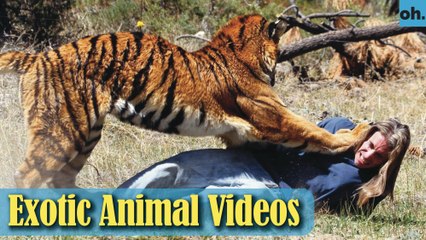 Télécharger la video: Animal Video - Endangered Animals - Extinct Animals - Rare Animals Zoo - Exotic Animals For Sale P3