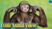 Animal Video - Endangered Animals - Extinct Animals - Rare Animals Zoo - Exotic Animals For Sale P5