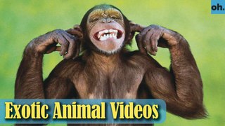 Animal Video - Endangered Animals - Extinct Animals - Rare Animals Zoo - Exotic Animals For Sale P5