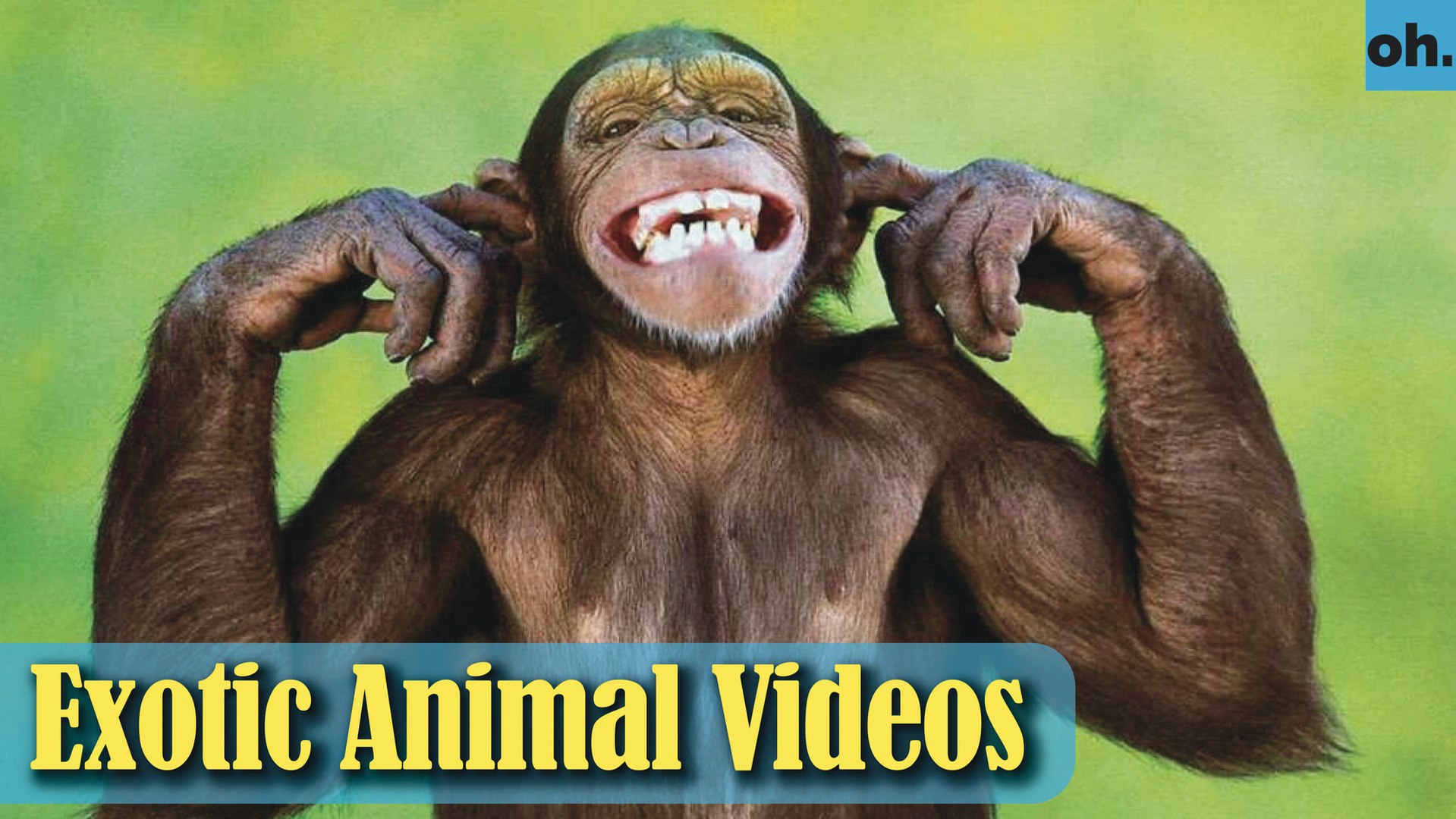 ⁣Animal Video - Endangered Animals - Extinct Animals - Rare Animals Zoo - Exotic Animals For Sale P5