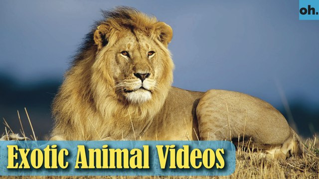 Animal Video - Wild Animals - Rainforest Animals - Rare Animals Zoo - Exotic Animals For Sale P2