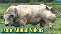 Animal Video - Endangered Animals - Extinct Animals - Rare Animals Zoo - Exotic Animals For Sale P1