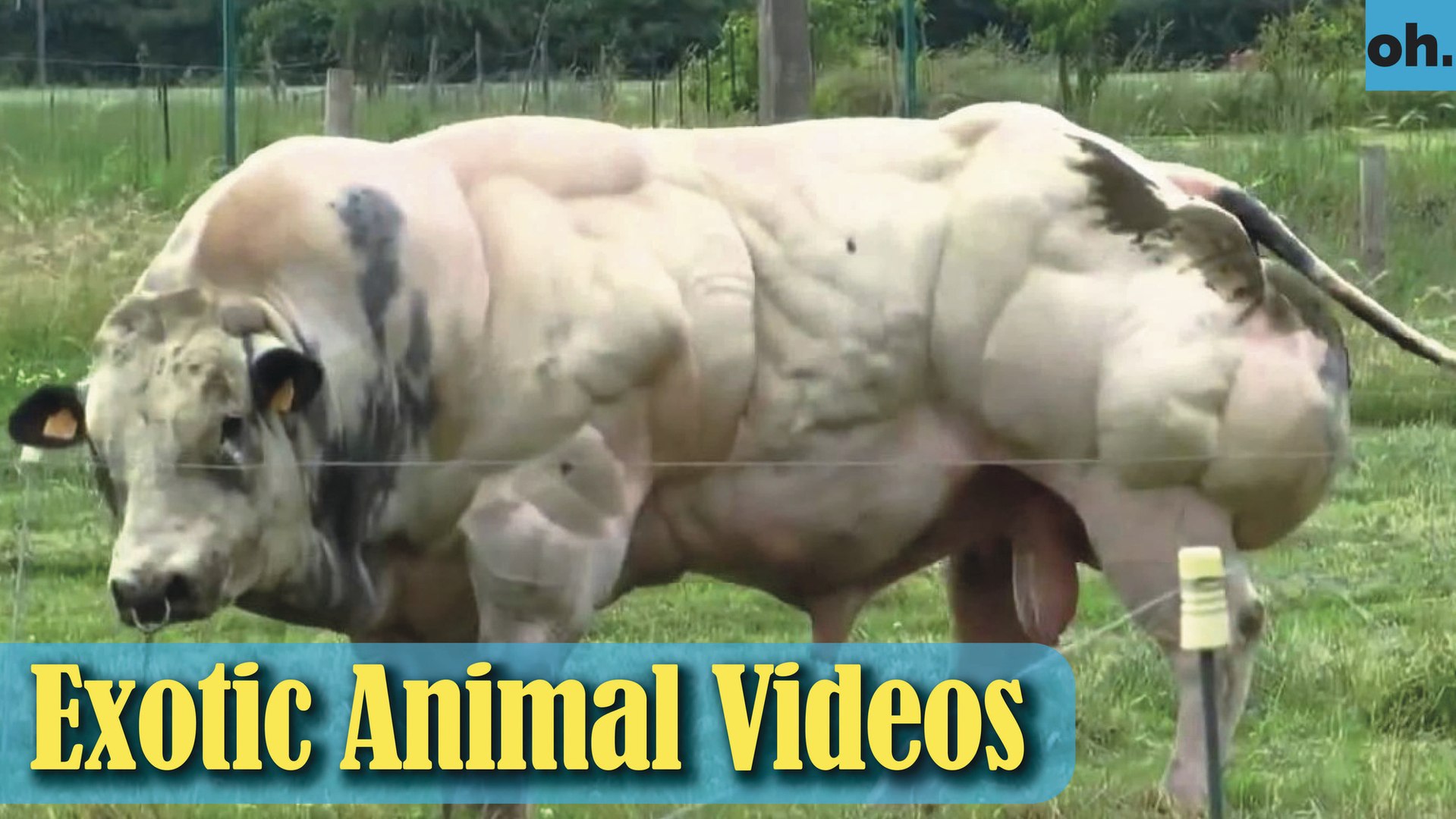 ⁣Animal Video - Endangered Animals - Extinct Animals - Rare Animals Zoo - Exotic Animals For Sale P1