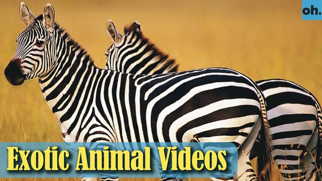 Animal Video - Wild Animals - Rainforest Animals - Rare Animals Zoo - Exotic Animals For Sale P1