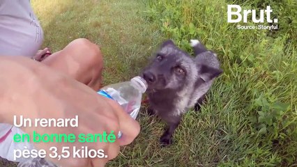 En Finlande, le scandale des "renards-monstre"