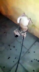 Tuvaletini Amuda Kalkarak Yapan Köpek.