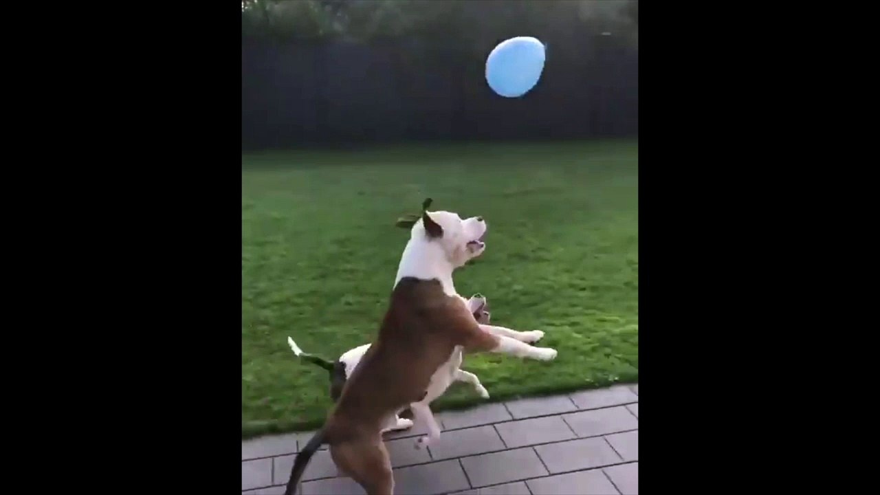 2 chiens et un ballon...? Un jeu infini !!