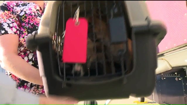 Nonprofit Flies Animals Scheduled to Be Euthanized to No-Kill Shelters Around the Country