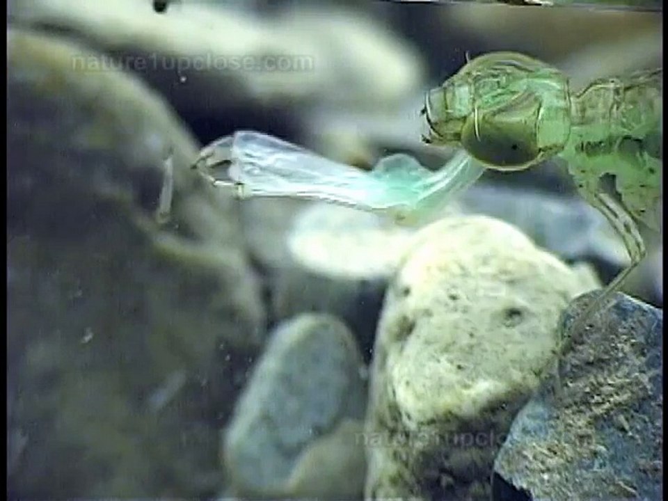 Chasse de moustique de larves de libellule