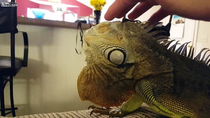 Iguanas Make Great Pets