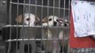 Un centenar de perros y gatos de Houston son realojados en un refugio de Atlanta