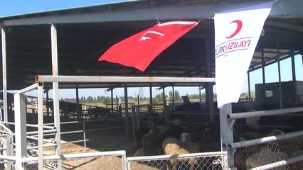 Türk Kızılayı, Kırgızistan'da Kurban Eti Dağıttı