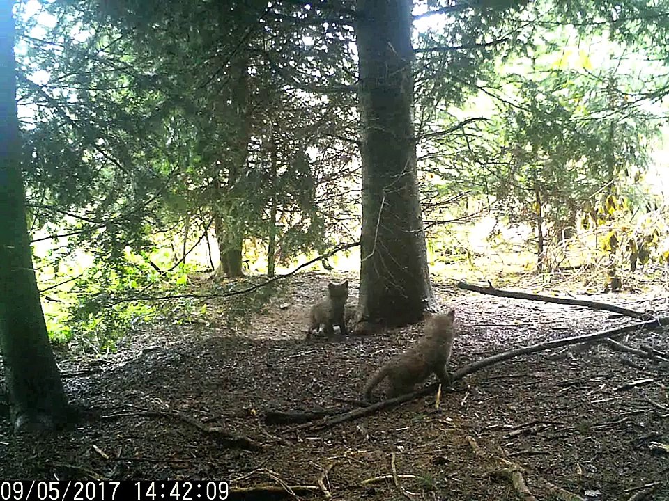 Jungfüchse Spielen am Bau von tactical-dad