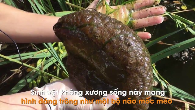 Phát hiện ra sinh vật lạ ẩn mình trong khu đầm phá bỏ hoang tại Canada