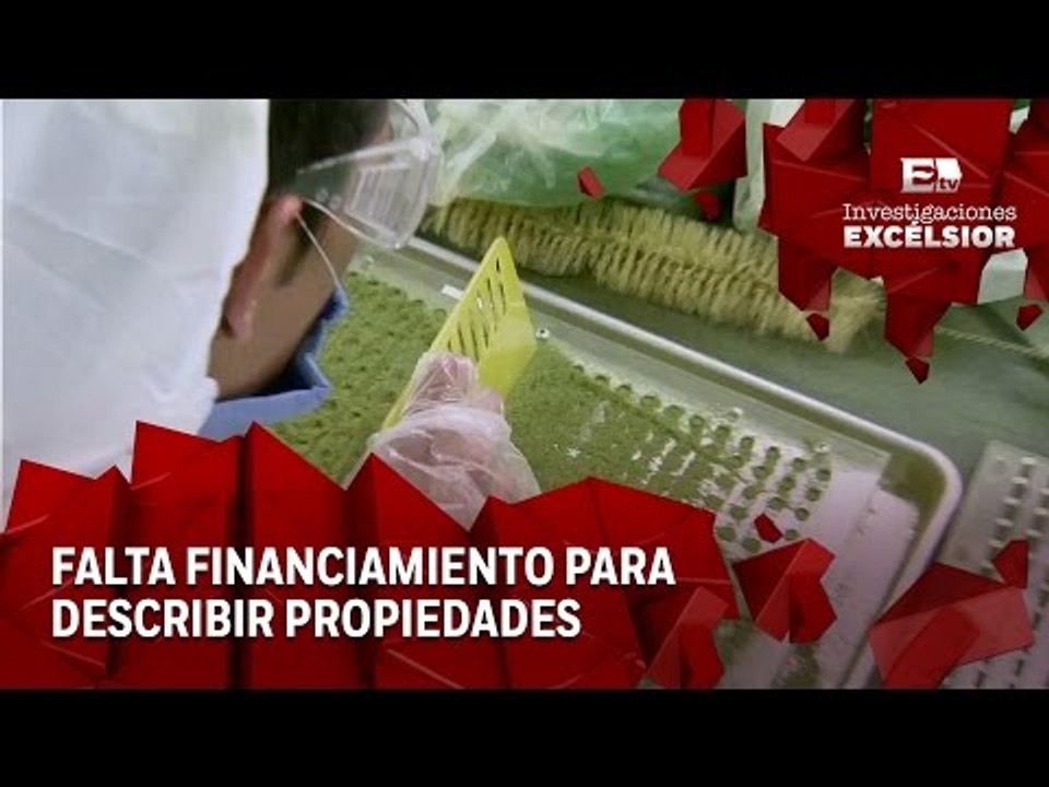 Moringa, el árbol de la vida Segunda Entrega: C...