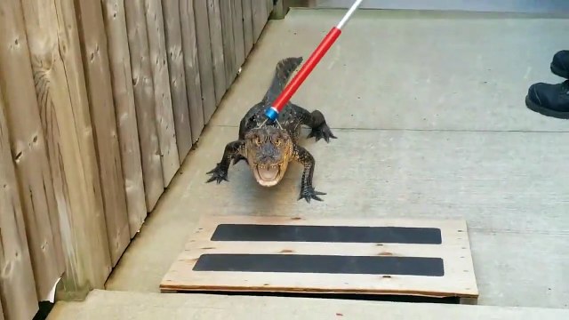 Ils tombent nez à nez avec un alligator en sortant de leur piscine