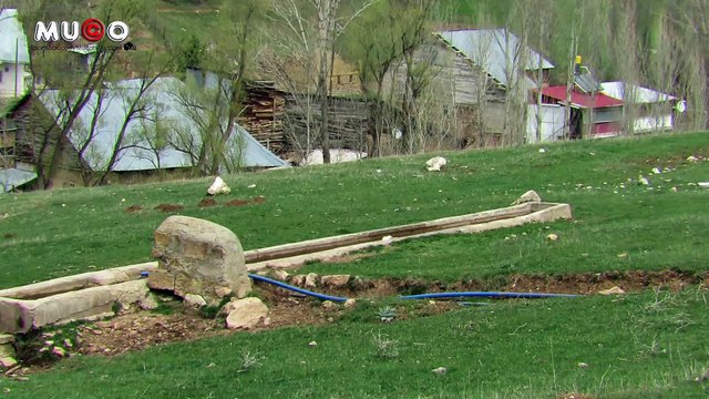 Pamuktaş Köyü - Banyo Yapan Ördek (Ermene Akşar Bayburt) Mu©o