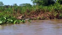 Jaguar Vs Crocodile Real Fight Leopard Vs Alligator Amazing Wild Animals Attacks