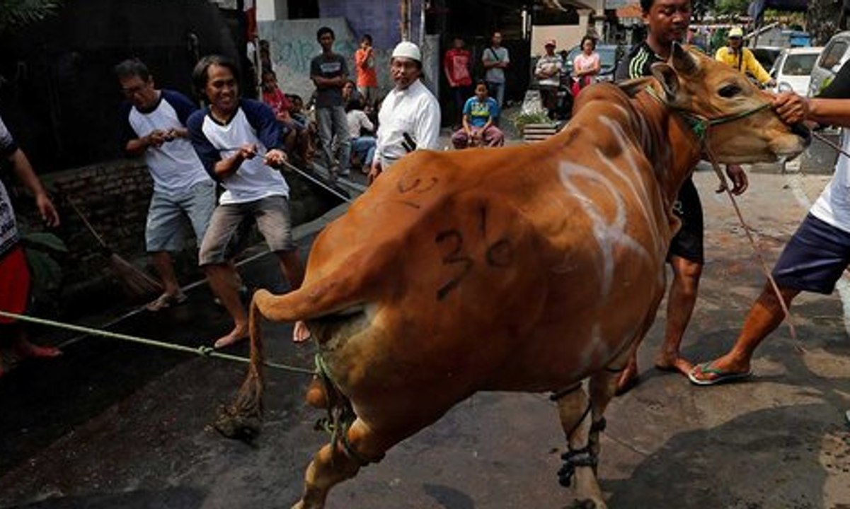 Sapi Ngamuk Hingga Jatuh ke Sumur