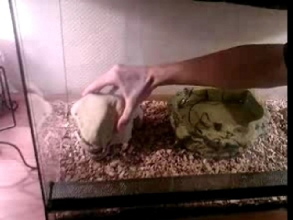serpent macou 2