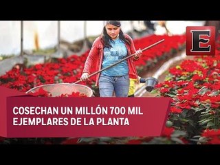 Xochimilco, cuna de la flor de Nochebuena