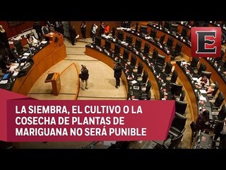 Senado aprueba el uso terapéutico y medicinal de la mariguana