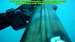 Documental - Pesca submarina - Pescalbert