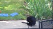 Crazy Cat Fight - Training And Socializing A Feral Cat