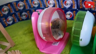 【DIY Guide】倉鼠翹翹板! 牠們的獨特玩法 讓我哭笑不得! Hamster Playing SeeSaw