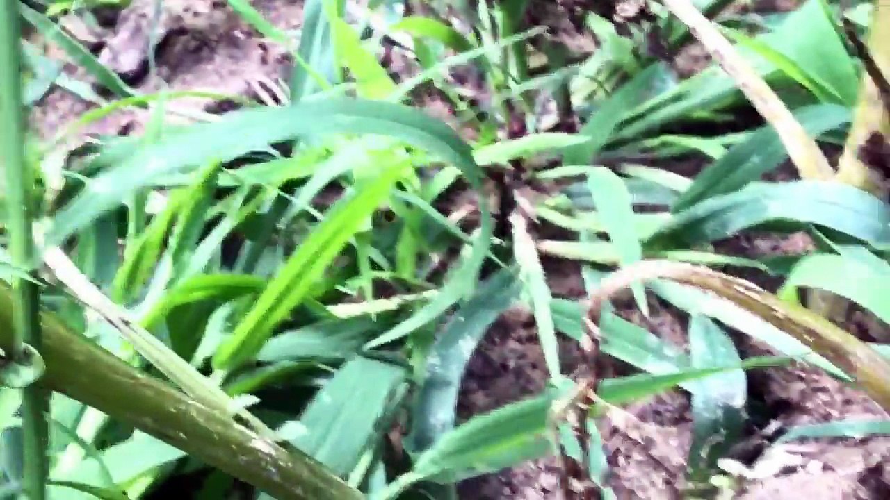 harvesting my potatoes