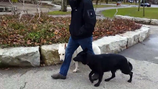 Aggressive Dog Training Burlington | German Shepherds x 2 - Shield K9