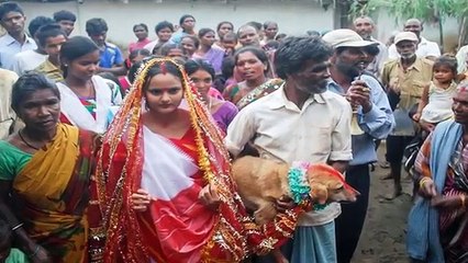 जब जबरदस्ती एक लड़की की शादी एक कुत्ते करादी गयी उसके बाद जो हुवा....