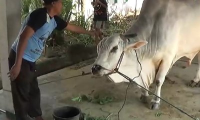 Jokowi Sumbang Sapi Seberat 900 Kilogram