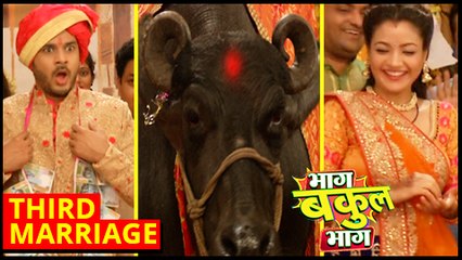Bakool Gets MARRIED To A BUFFALO  Bhaag Bakool Bhaag