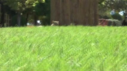 Şempanze Can'a "Aslan" Gibi Arkadaş