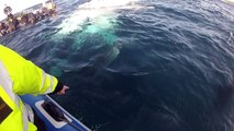 Stunning footage of sharks feeding on a humpback whale carcass