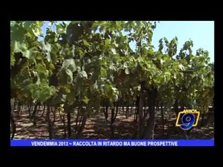 Vendemmia 2013 | Raccolta in ritardo ma buone prospettive