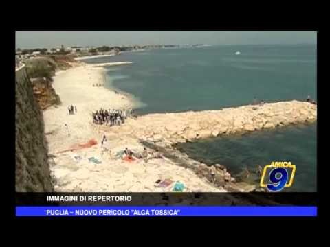 Puglia | Nuovo pericolo alga tossica