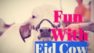 Shocking and Funny Cow Videos | Cow Fight | Eid 2017
