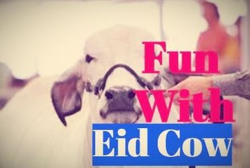 Shocking and Funny Cow Videos | Cow Fight | Eid 2017