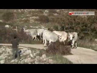 TG 05.04.14 Vieste, licenza di abbattere gli animali vaganti