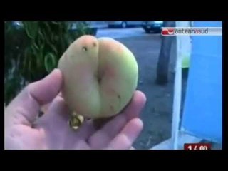 TG 11.08.14 Percoca di Loconia da record: quasi 700 grammi