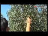 TGSRVTG 12.08.14 Xylella, cordone sanitario a protezione degli olivi non contaminati