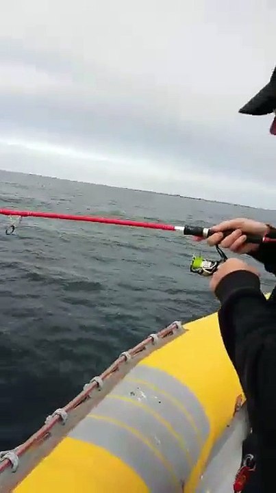 maquereau au jig peché dans l archipel des glénans