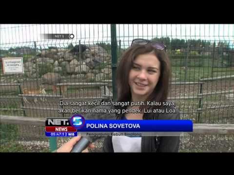 Aksi Unik The White Miracle, Penghuni Baru Taman Satwa di Rusia - NET5